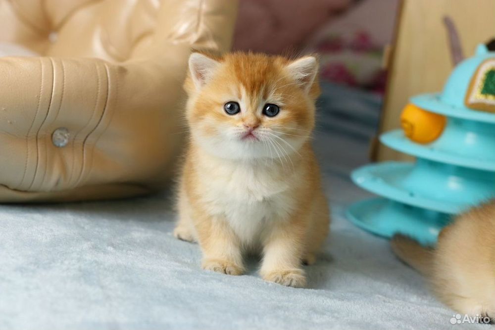 Британский Шиншилла  nu 11, 12 мальчик и девочка.