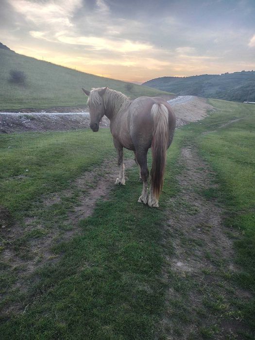 Animale cai de vanzare