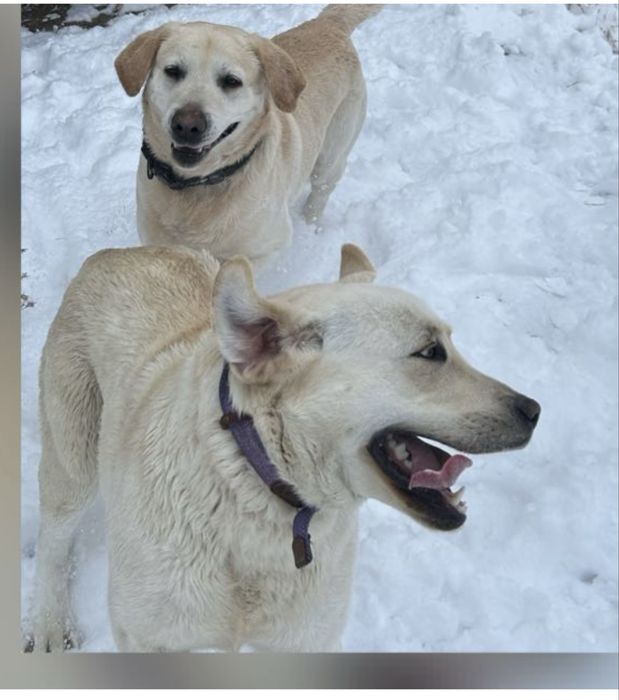 Щенки лабрадор золотистый ретривер