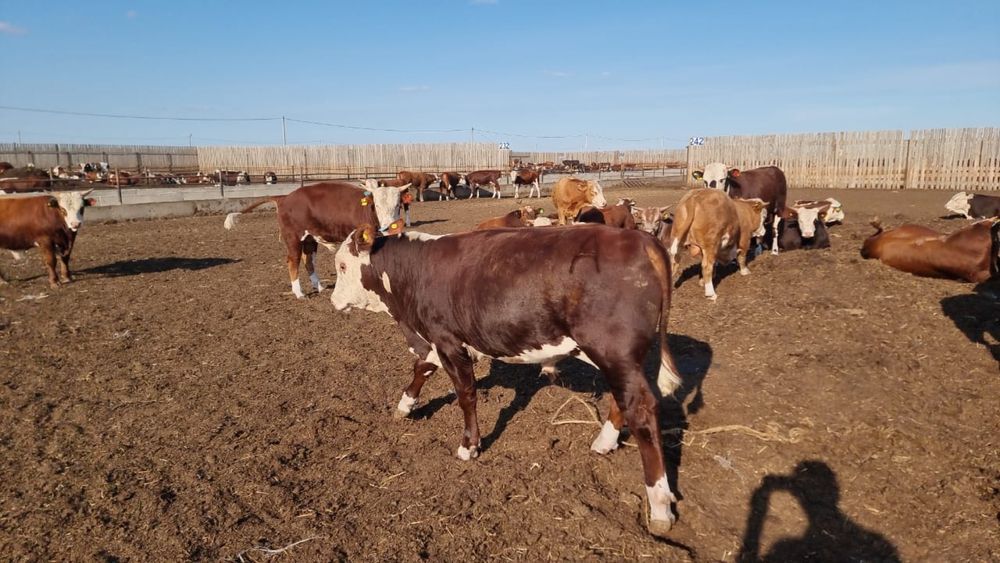 Бычки зернового откорма