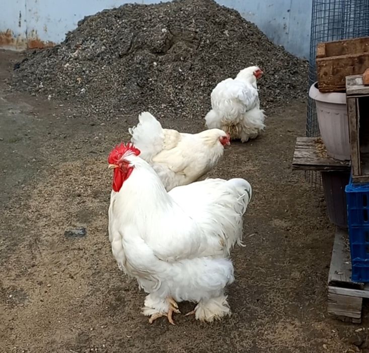 Продам Петухов породы кохи