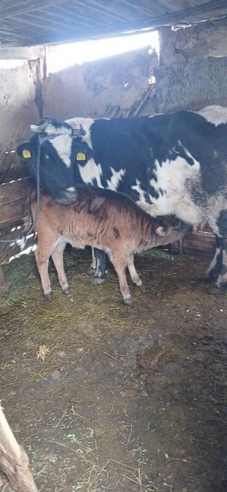 Vând vaca cu vitea fatatata de 2 luni
