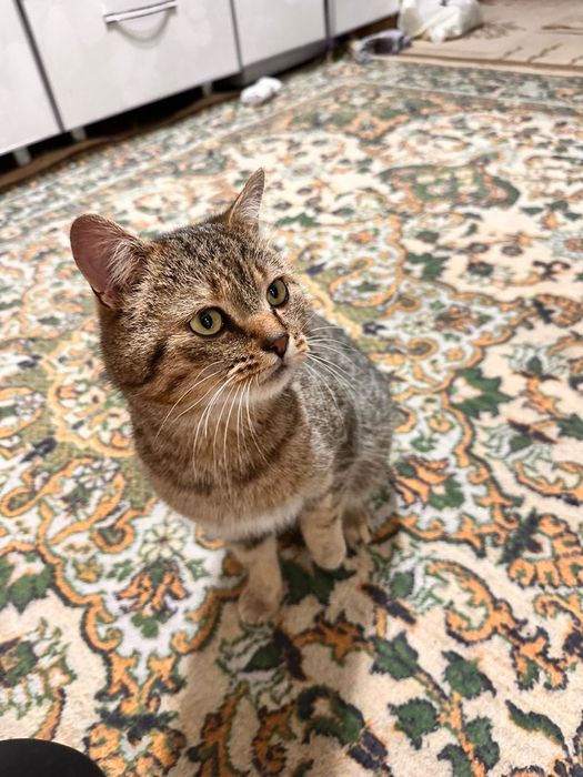 Взрослый красивый кот