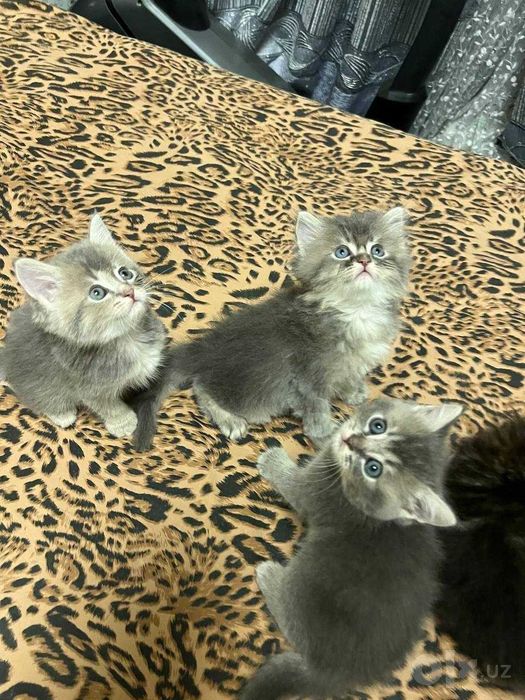 Скоттиш страйт,3  ta qoldi  800 ming so'mdan