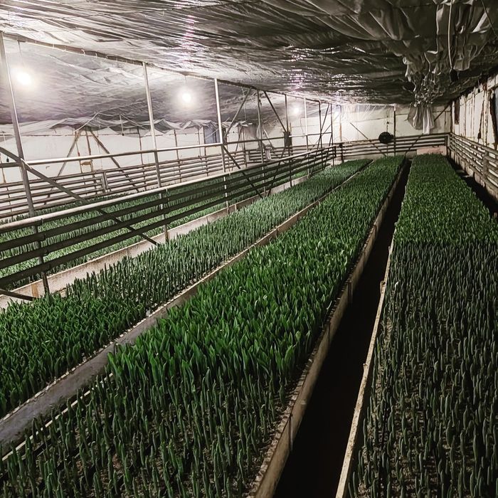 Тюльпаны оптом на 8 марта!!!