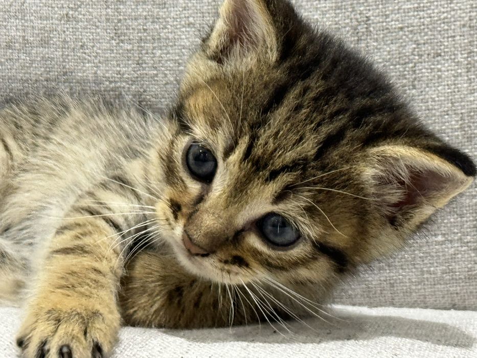 Отдам в хорошие ручки котят/4 кошки