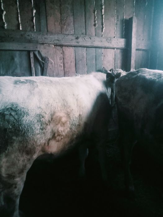 Продам быков  на племя