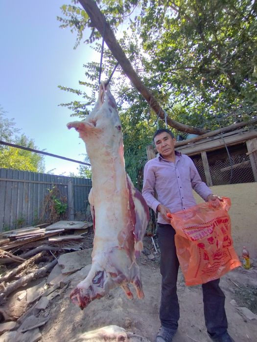 Бараны Баран баран