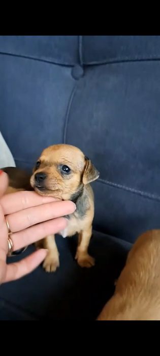 Продам той терьера