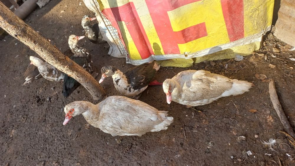 Срочно. Продам Индаутка