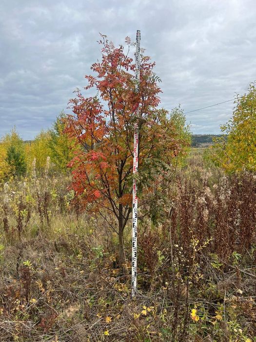 Тополь клен вязь рябина липа ель