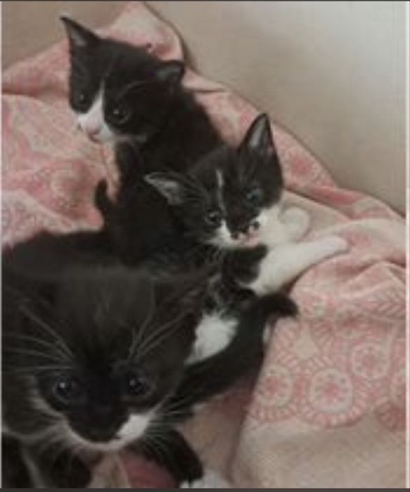 Срочно отдат котят в добрые руки