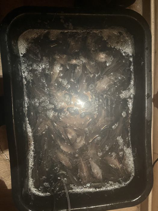 Продам малька 100 тг