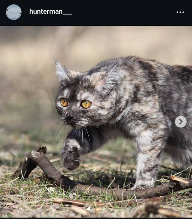 Canon 650 d + 70-300