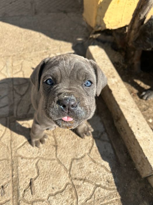 Малки кучета Кане Корсо