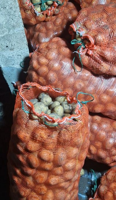 Продам семена картофеля