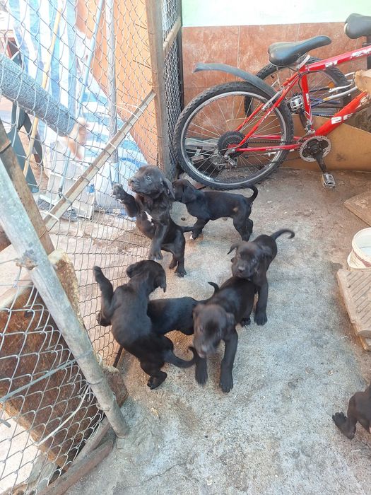 Продавам Кане Корсо