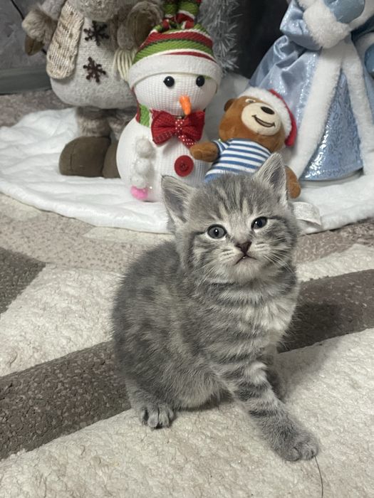 Продам шотландских котят