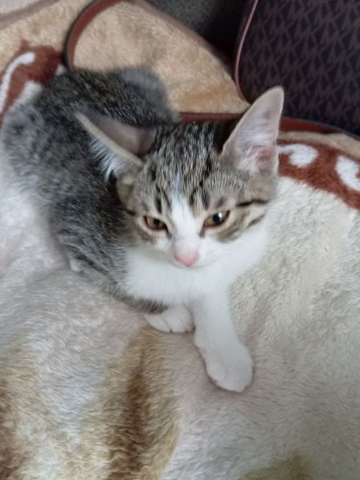 Отдам котёнка бесплатно