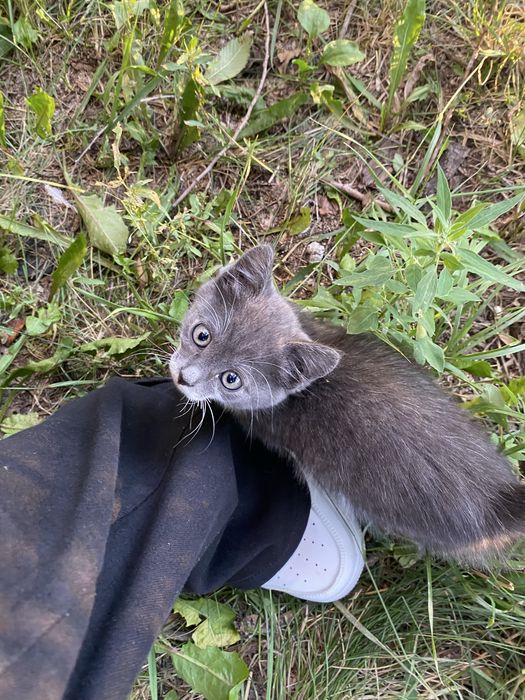кошечка  маленькая