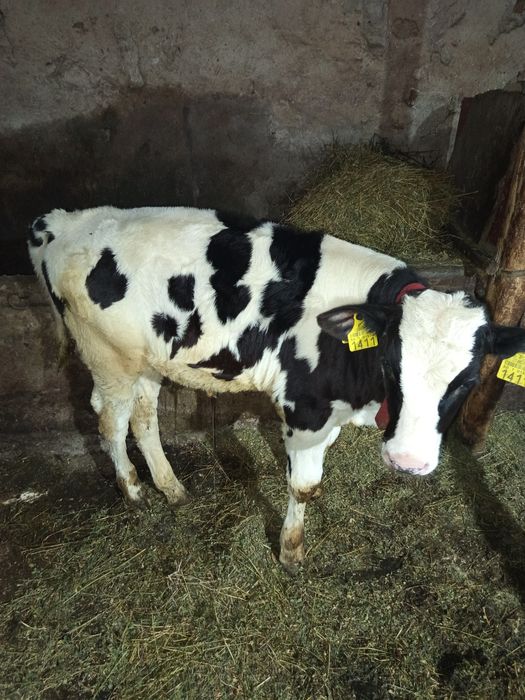 Vând vițel de 2 luni.