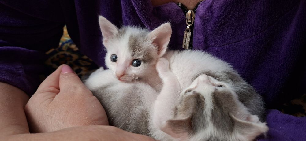 Пушистое счастье