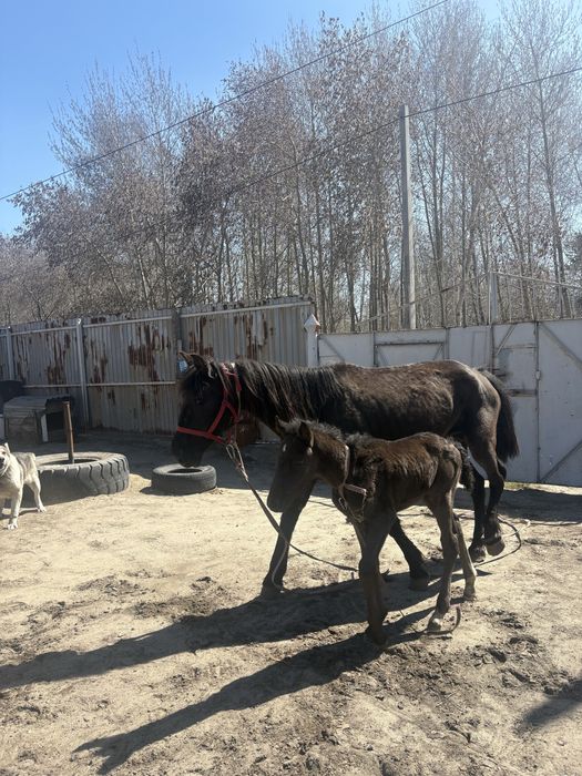 Продам двух кобыл с жеребятами