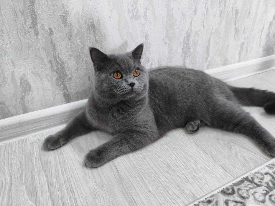 Продается Кот Скоттиш Страйт, 9 месяц