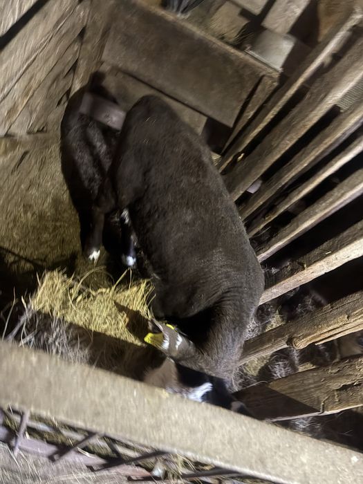 Бұзаулар сатылады продам телят