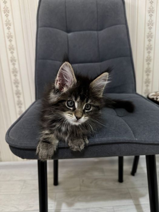 Мейкун котенок 1,5 месяца