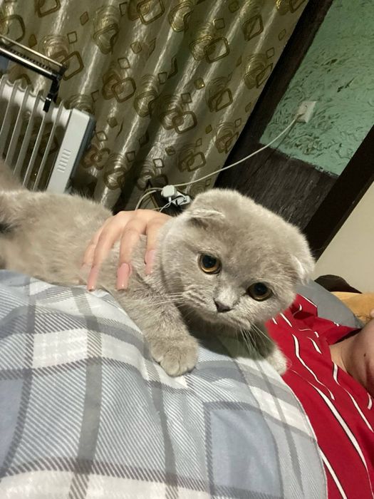 Котенок девочка 4 месяца шатландской пароды лиловый окрас открыта брон