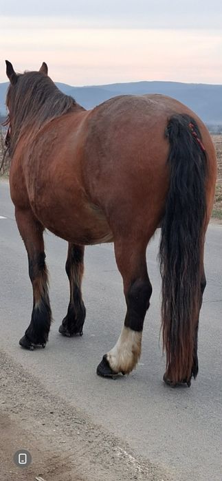 Vând iapă de 7 ani