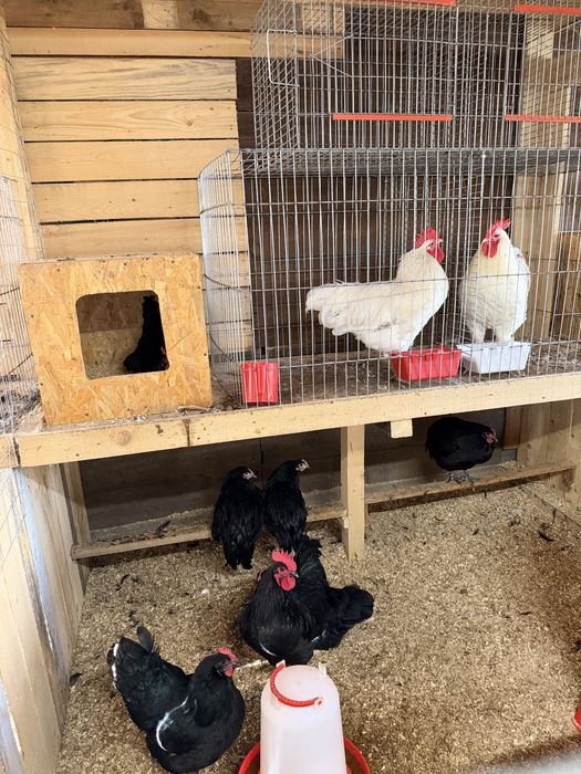 Vand pui Australorp Alb