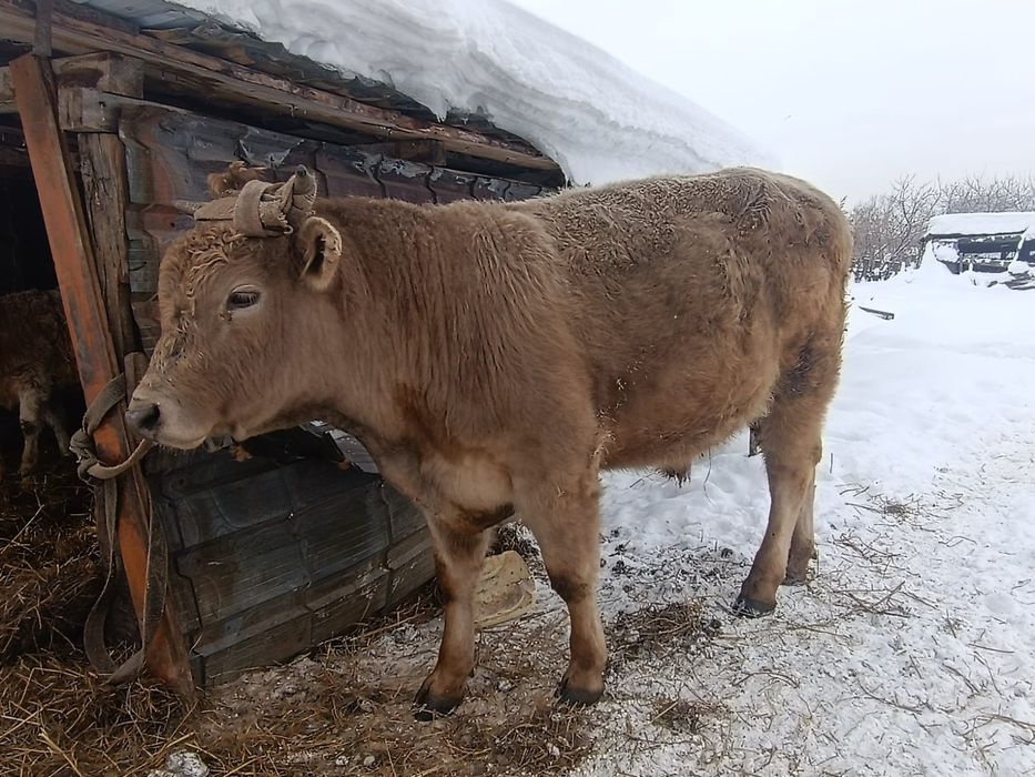 Продам быка цена 950000