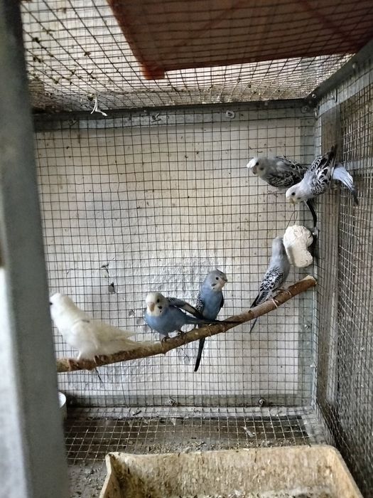 Продаются молодые и взрослые волнистые попугаи