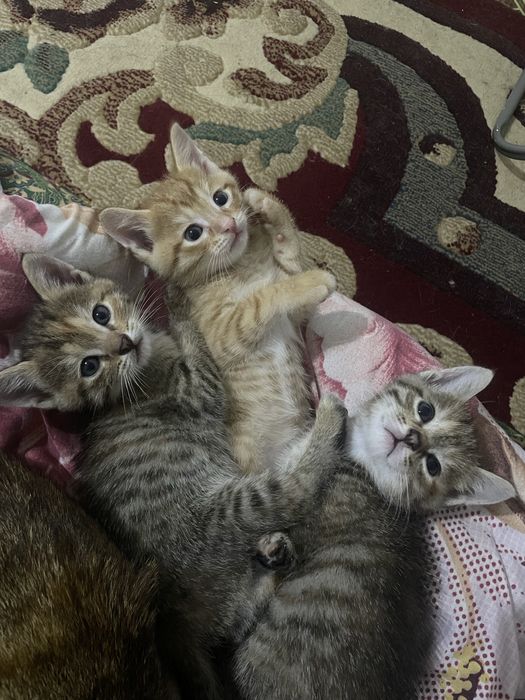 Новорождённые котята 3 шт
