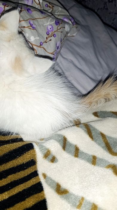 Котенок отдам в добрые руки