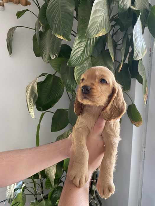 Cocker Spaniel fetita
