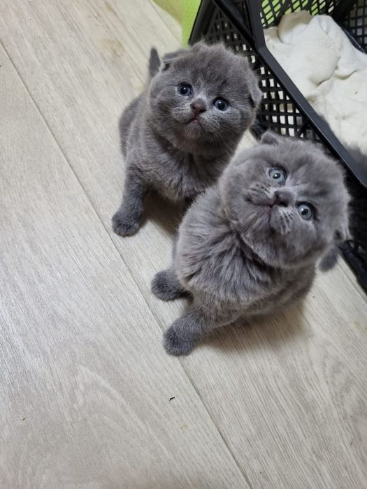 Чистокровные Шотландцы.