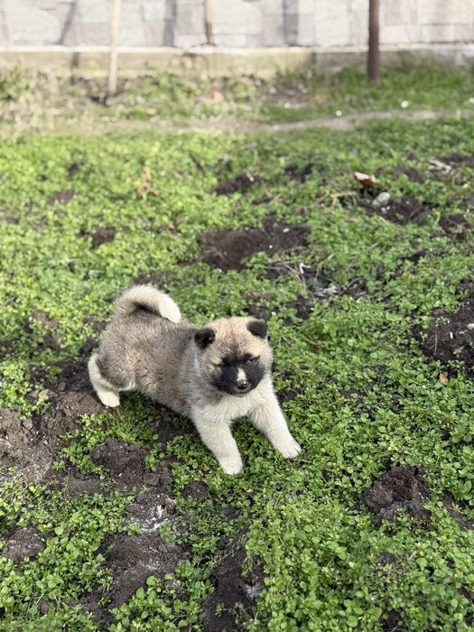 Америкаска акита кученца мъжки и женски