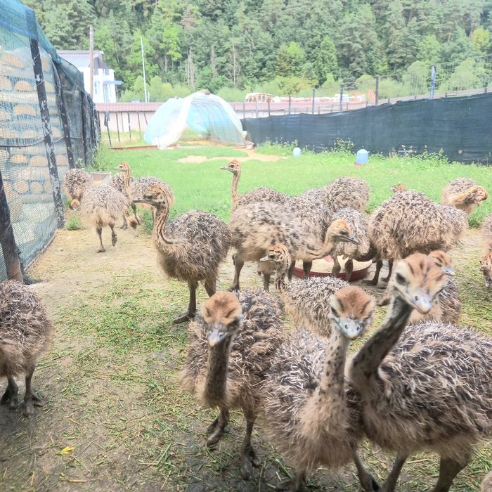 Ferma Tomsa Ferma Struti