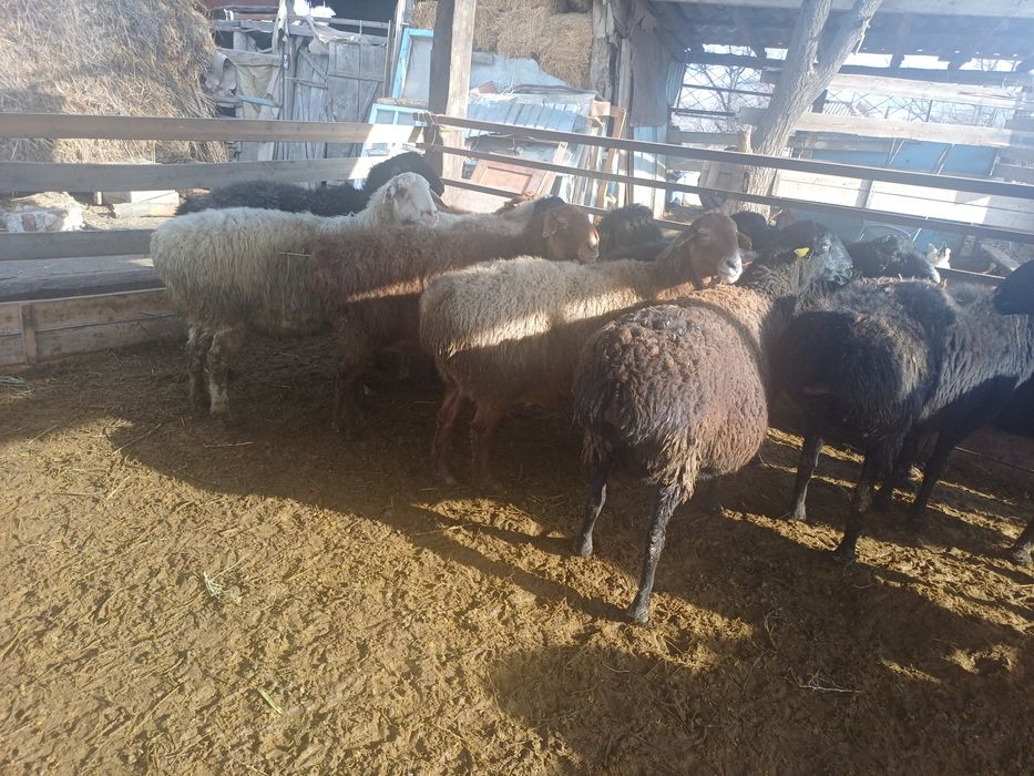 Семіз қысыр саулықтар сатылады.