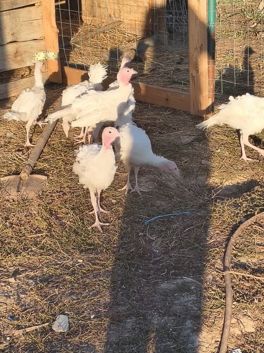 Vând păsări australorp,rățoi,curci