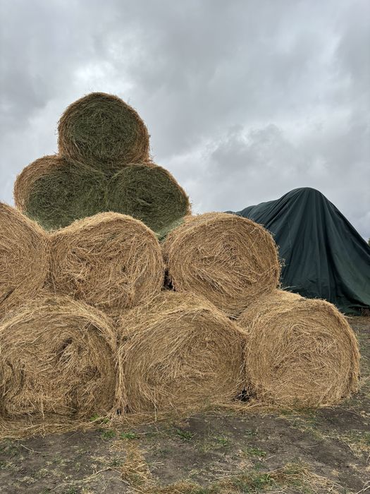 Baloți lucernă