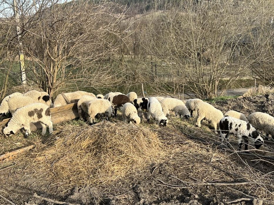 Oi cu miei  de vânzare