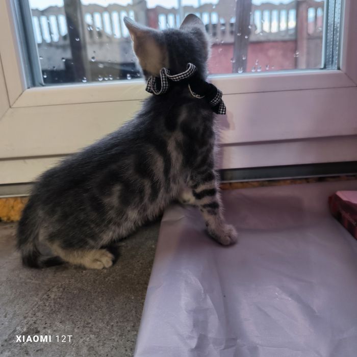 Котенок голубой бенгал