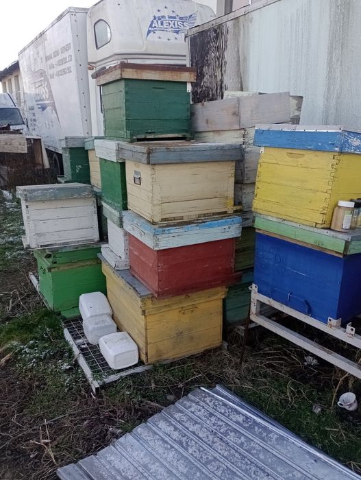 Vând urgent 20 stupi pe 10 rame cu cat