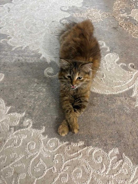 Кошка ищет семью!