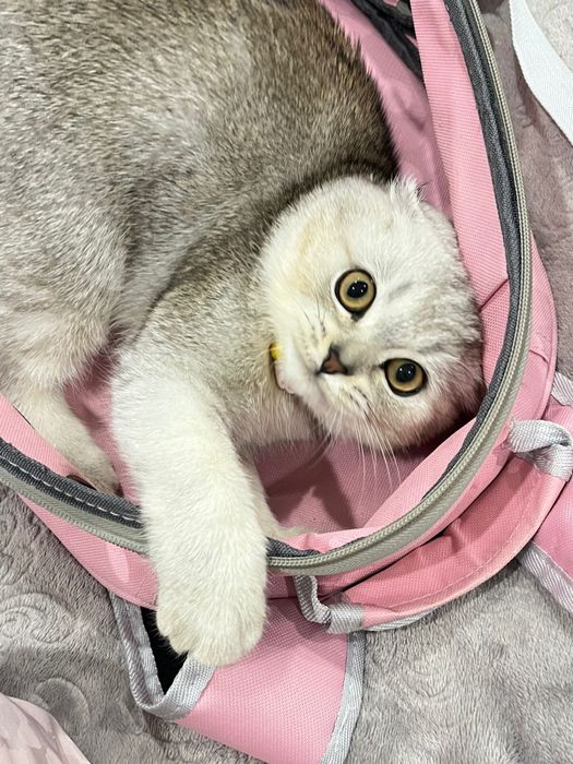 Кошка и сын (вислоухие)