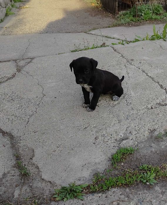 Щенки куртцхаар 5000 тенге